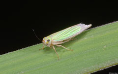 Planthopper (Auchenorrhyncha sp.), Nha Trang, Vietnam