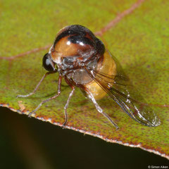 Hunchback fly (Acroceridae sp.), Mantadia, Madagascar