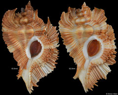 Chicoreus miyokoae (Philippines, 62,0mm, 63,8mm)