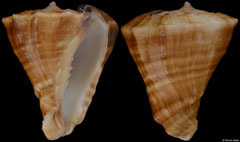 Vasum truncatum triangulare (South Africa, 73,1mm) F++ €59.00