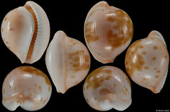 Cypraea volvens (South Africa, 24,8mm)