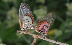 Brush-footed butterfly (Acraea ranavalona), Ifaty-Mangily, Madagascar