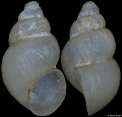 Travunijana vruljakensis (Bosnia-Herzegovina, 2,6mm) (paratype)