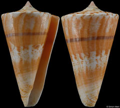 Conus voluminalis (Philippines, 48,6mm)