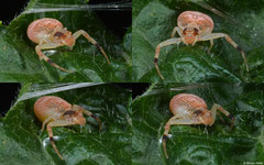 Crab spider (Thomisidae sp.), Samal Island, Philippines