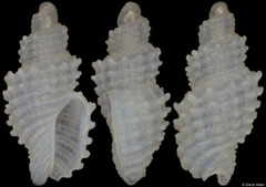 Mangilia nisga (South Africa, 2,6mm) F+++ €19.00 (specimens for sale are 2.6-2.9mm and are of the same quality as the specimen illustrated)