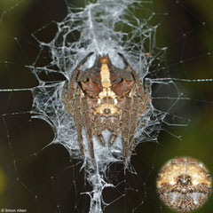 Broad-headed bark spider (Caerostris extrusa), Andasibe, Madagascar