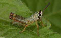 Grasshopper (Acridomorpha sp.) nymph, Samal Island, Philippines