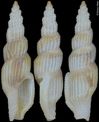 Exomilus cf. telescopialis (Philippines, 9,7mm)