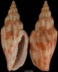 Simililyria parkrynieensis (South Africa, 55,6mm)