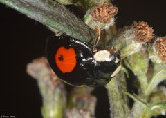 Harlequin ladybird (Harmonia axyridis conspicua), York, UK