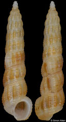 Opaliopsis sp. (Philippines, 11,6mm)