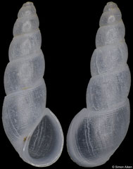 Onoba gigas (Madagascar, 6,6mm)