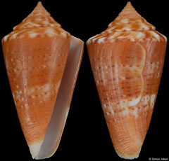 Conus xanthocinctus (Brazil, 38,8mm)
