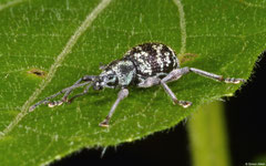 Weevil (Curculionidae sp.), Samal Island, Philippines