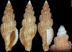 Pseudodaphnella sp. (Philippines, 7,5mm)