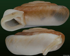 Plectopylis crassilabris (Thailand, 20,5mm) (paratype)