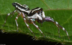 Jumping spider (Cosmophasis cf. micarioides), Balut Island, Philippines