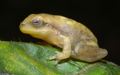 Nongkhor Asian treefrog (Chiromantis nongkhorensis), Kampong Trach, Cambodia