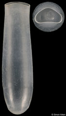 Cuvierina columnella (South Africa, 10,5mm)