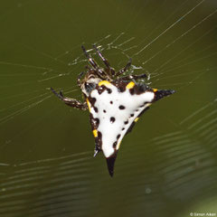 Spiny orbweaver (Acrosomoides acrosomoides), Andasibe, Madagascar