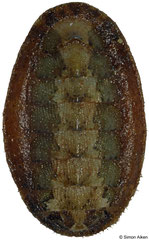 Chaetopleura roddai (Pacific Panama, 23mm)