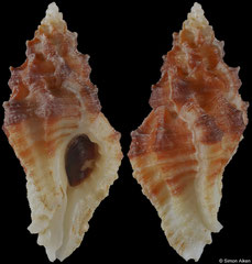 Dermomurex indentatus (Pacific Panama, 27,2mm)