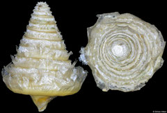 Operculum of Heliacus areola (Kenya, 5,5mm × 4,1mm)