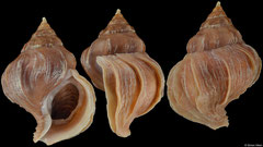 Neptunea ventricosa (Alaska, 107,0mm)
