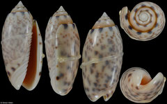 Oliva amethystina (Philippines, 32,8mm) corded