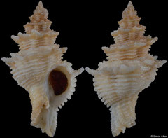 Babelomurex benoiti (Spain, 36,8mm)