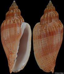 Callipara aikeni (nominate form) (Mozambique, 62,4mm)
