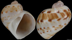 Natica turtoni (Senegal, 32,0mm) F++ €7.00 (specimens for sale are 31-32mm and are of the same quality as the specimen illustrated)