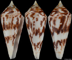 Conus capricorni (Brazil, 55,0mm)
