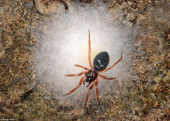 Sheet weaver (Walckenaeria sp.), Worton, Wensleydale, UK