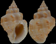 Cantharus septemcostatus (New Caledonia, 29,0mm)
