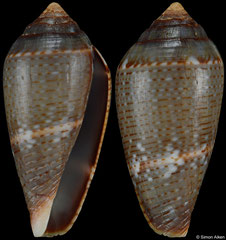 Conus bruguieresi (Senegal, 25,2mm) F++ €13.00 (specimens for sale are 25mm and are of the same quality as the specimen illustrated)