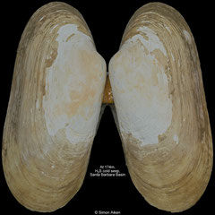 Phreagena kilmeri (Santa Barbara Basin, 73,9mm)
