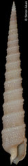 Terebra boucheti (Philippines, 48,9mm)