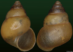 Omphalotropis madagascariensis (Madagascar, 4,9mm) F+++ €5.00 (specimens for sale are 3-4mm and are of the same quality as the specimen illustrated)