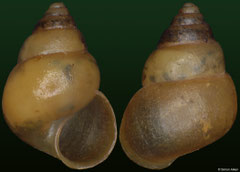 Omphalotropis madagascariensis (Madagascar, 4,9mm) F+++ €5.00 (specimens for sale are 3-4mm and are of the same quality as the specimen illustrated)