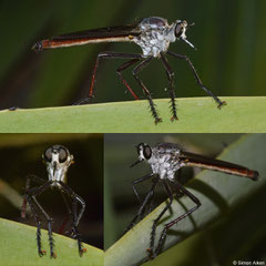 Robber fly (Asilidae sp.), Anakao, Madagascar