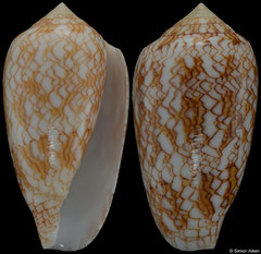 Conus archiepiscopus form 'aquata' (Madagascar, 51,2mm) F+++ €8.50 (specimens for sale are 50-52mm and are of the same quality as the specimen illustrated)