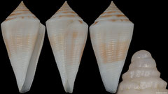 Conus brunneobandatus (Brazil, 33,5mm)