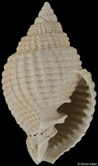 Cancellaria conradiana (Florida, USA, 29,7mm) Pliocene fossil €3.00 (specimens for sale are 29-30mm and are of the same quality as the specimen illustrated)