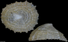 Hemitoma sp. (Philippines, 8,5mm)