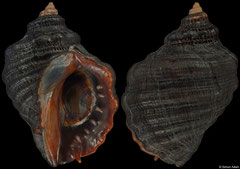 Mexacanthina lugubris (Calilfornia, USA, 31,7mm)