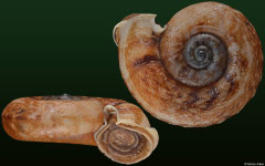 Pterocyclos prestoni (Laos, 19,8mm)