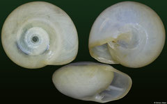 Proserpina nitida (Jamaica, 8,0mm)