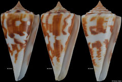 Conus poormani (Pacific Panama)